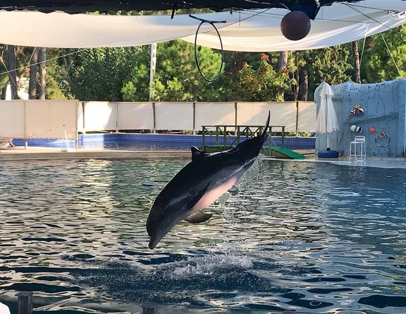 Dolphins Show in Kemer