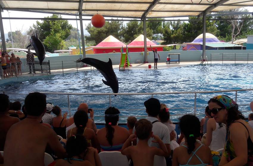 Dolphins Show in Kemer